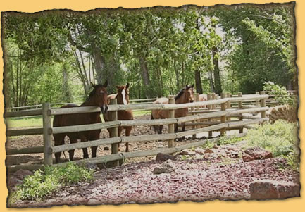 Nosy Neighbors